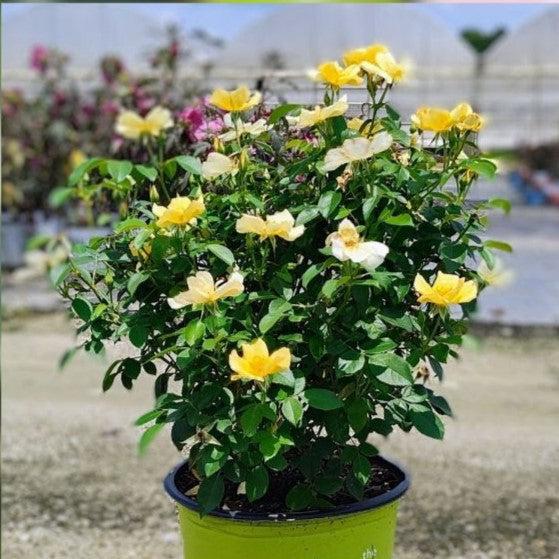 Rose, Easy Bee-zy™ Knock Out® Rose