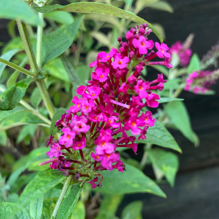 Butterfly Bush, Miss Molly Butterfly Bush