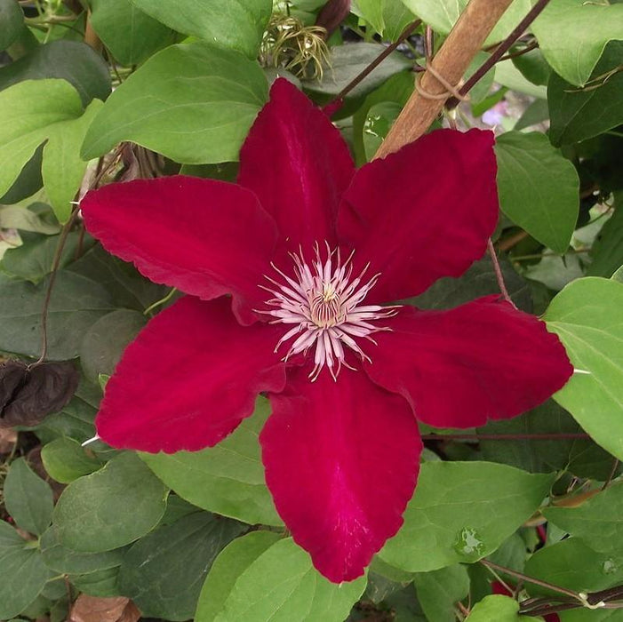 Clematis, Rebecca™ Clematis
