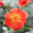 Rose, Oso Easy Hot Paprika® Rose