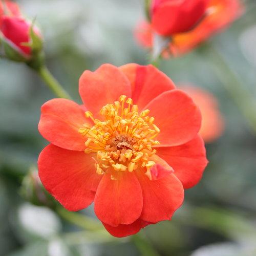Rose, Oso Easy Hot Paprika® Rose