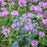 Bee Balm, Sugar Buzz® Blue Moon Bee Balm