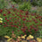 Tickseed, Big Bang™ Mercury Rising Tickseed
