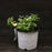 Rose, Popcorn Drift® Rose