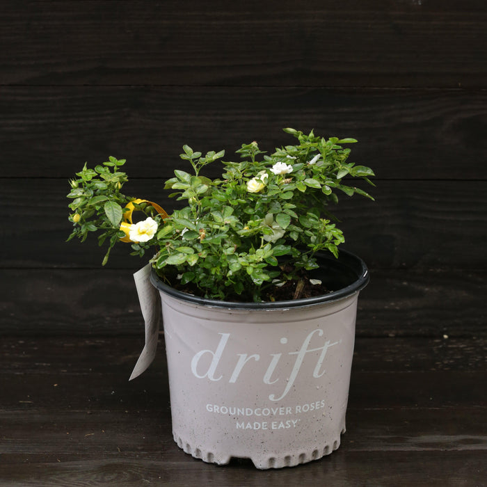 Rose, Popcorn Drift® Rose