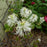 Fothergilla, Dwarf Fothergilla