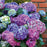 Hydrangea, LA Dreamin'® Hydrangea