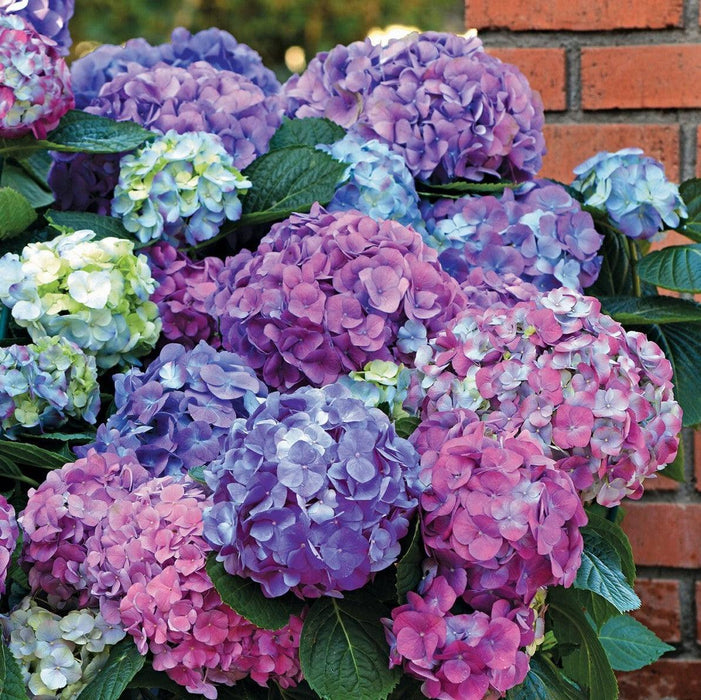 Hydrangea, LA Dreamin'® Hydrangea