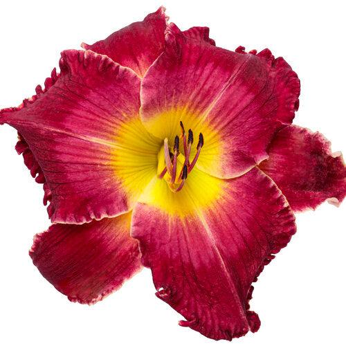 Daylily, PW® Rainbow Rhythm® Blood, Sweat, and Tears Daylily