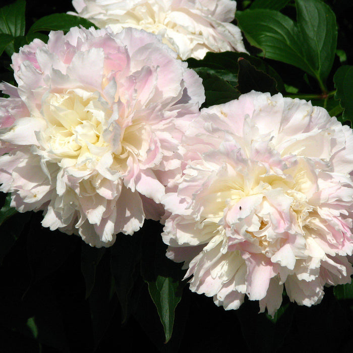 Peony, Shirley Temple Peony