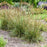 Grass, Perfect Edging Tall Fescue