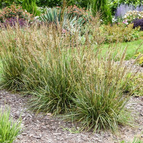 Grass, Perfect Edging Tall Fescue