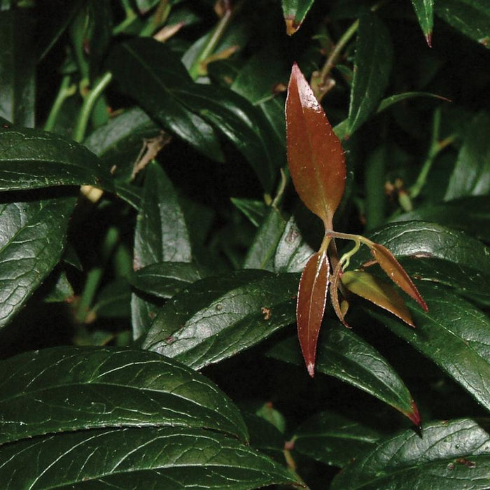 Leucothoe, Squirt™ Leucothoe