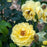 Rose, Reminiscent® Yellow Rose