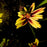 Tickseed, Lil' Bang™ Starlight Coreopsis
