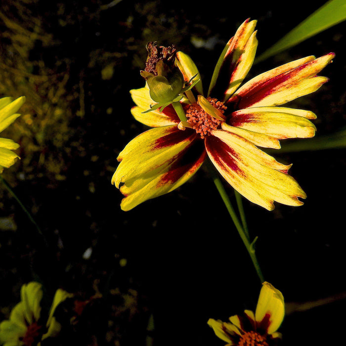 Tickseed, Lil' Bang™ Starlight Coreopsis
