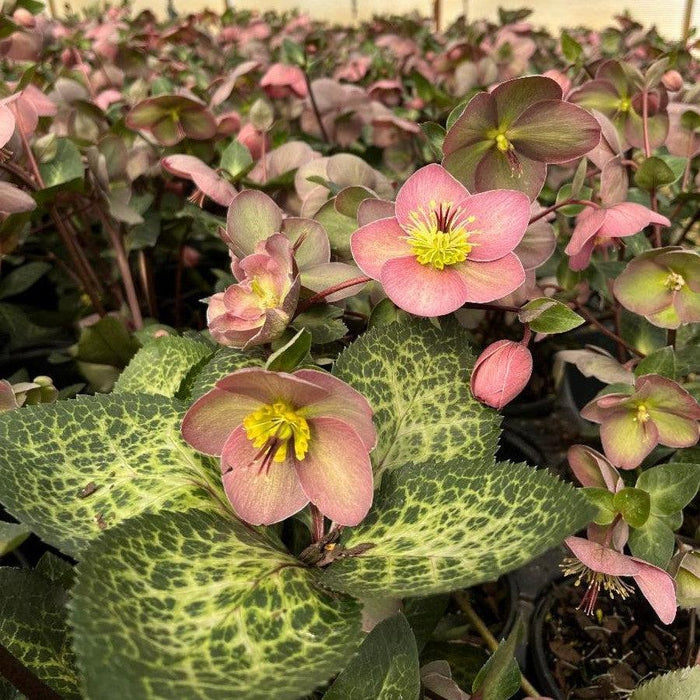 Hellebore, FrostKiss™ Pippa's Purple Lenten Rose