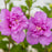 Hibiscus, First Editions® French Cabaret™ Purple Hibiscus