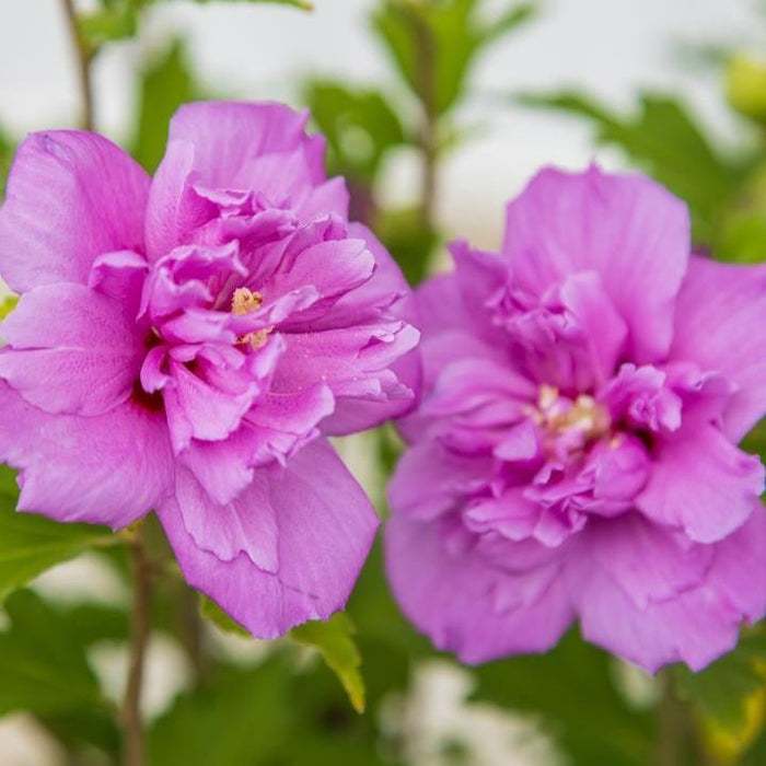 Hibiscus, First Editions® French Cabaret™ Purple Hibiscus