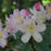 Rhododendron, Percy Wiseman Rhododendron