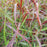 Grass, Ruby Ribbons™ Switch Grass