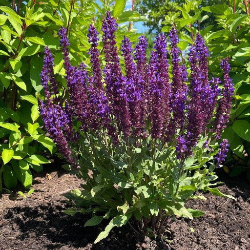 Salvia, Perpetual Purple™ Meadow Sage