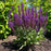 Salvia, Perpetual Purple™ Meadow Sage