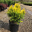 False Cypress, Golden Hinoki False Cypress