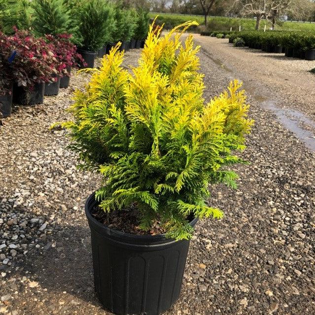 False Cypress, Golden Hinoki False Cypress