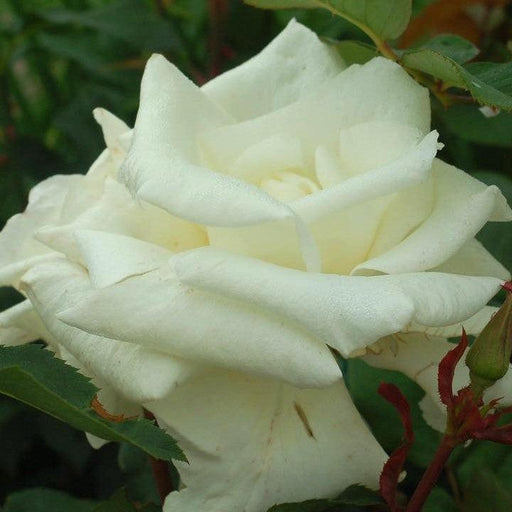Rose, Honor Hybrid Tea Rose