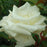 Rose, Honor Hybrid Tea Rose
