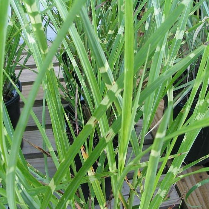 Grass, Porcupine Grass