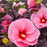 Hibiscus, Summerific® Edge of Night Hibiscus