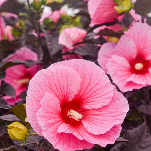 Hibiscus, Summerific® Edge of Night Hibiscus