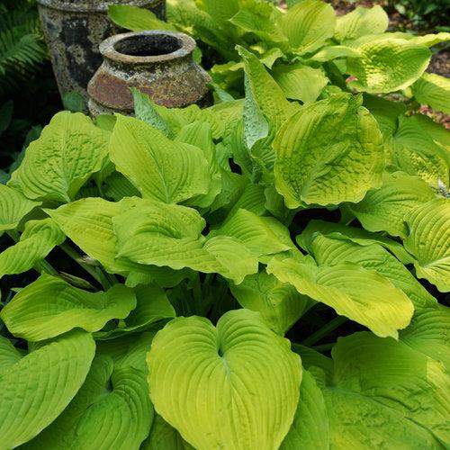 Hosta, PW® Shadowland® Coast To Coast Hosta