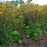 Packera aurea  - Golden Ragwort