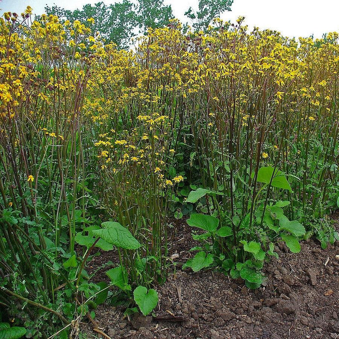 Packera aurea  - Golden Ragwort