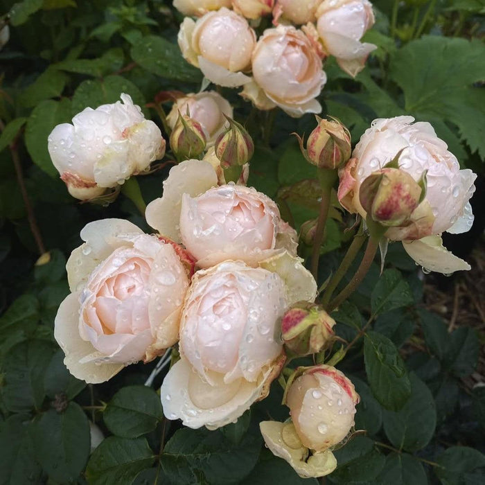 Rose, Windermere Rose