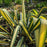 Yucca filamentosa 'Color Guard'  - Color Guard Adam's Needle, Yucca