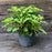 Hydrangea, Ruby Slippers Oakleaf Hydrangea