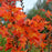 Crocosmia 'Prince of Orange'  - Price of Orange Crocosmia