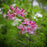 Azalea, Pinxterbloom Azalea