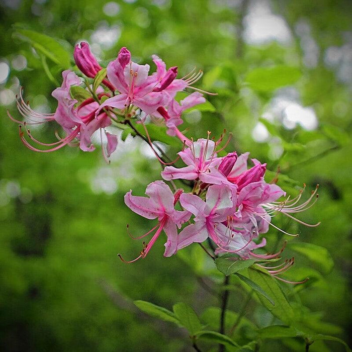 Azalea, Pinxterbloom Azalea