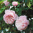 Rose, The Generous Gardener® Rose