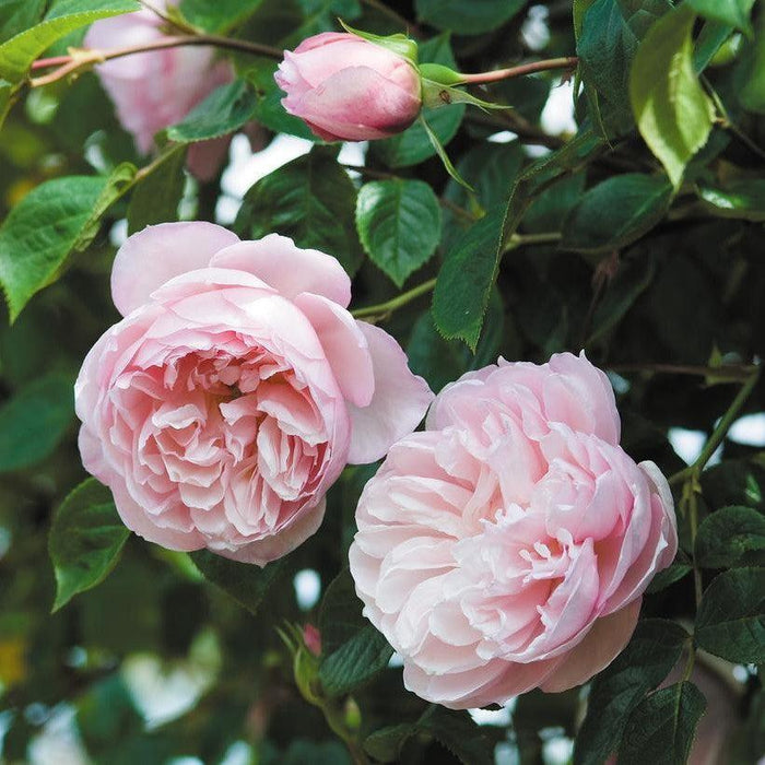 Rose, The Generous Gardener® Rose