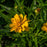 Tickseed, Early Sunrise Giant Tickseed