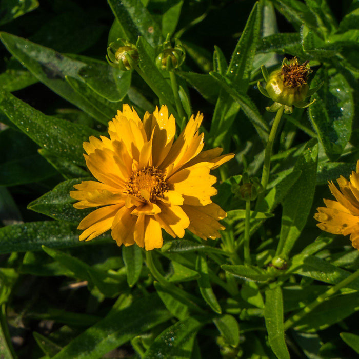 Tickseed, Early Sunrise Giant Tickseed