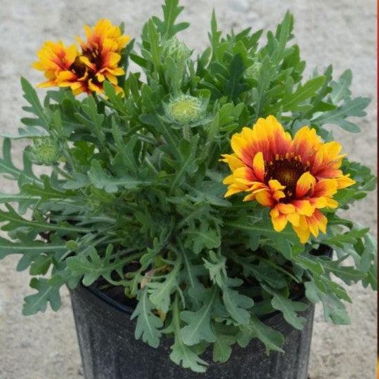 Blanket Flower, Spintop™ Red Starburst Blanket Flower