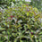 WEIGELA `VINHO VERDE`