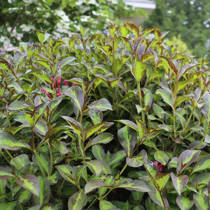 WEIGELA `VINHO VERDE`
